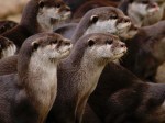 London Zoo otters