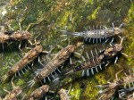 Ameletus sp nov_1299_1
