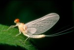 Ephemerella_dorothea_mayfly_dun_1