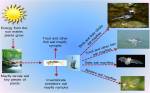 foodweb