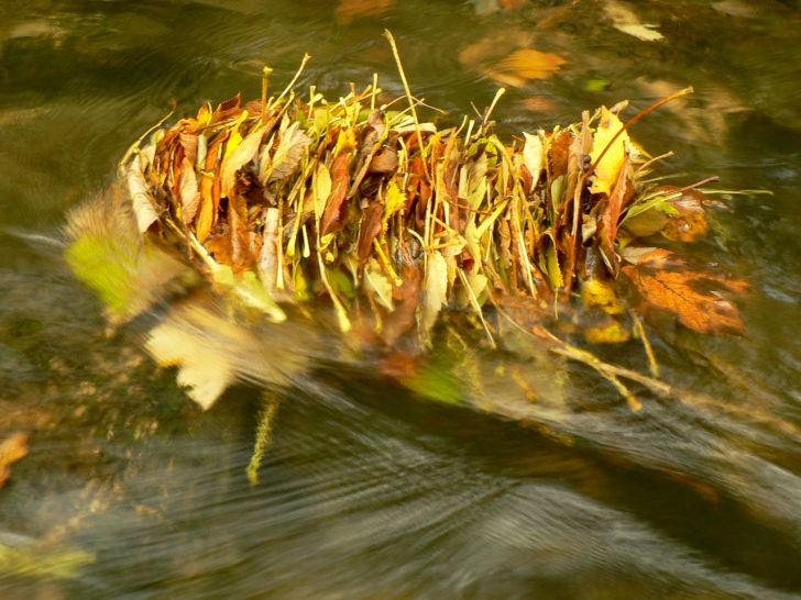 Leafpack in the Cuisance River (France) Image: Núria Bonada