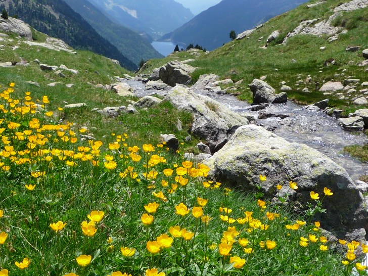 Catalonian mountain stream.  Image: Nuria Bonada