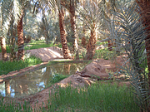 Desert Oasis (commons)