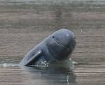 Irrawaddy dolphin in the&nbsp;Mekong