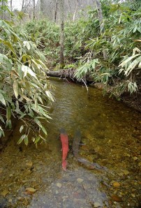 100 most critically endangered species