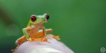 Red-eyed Tree frog