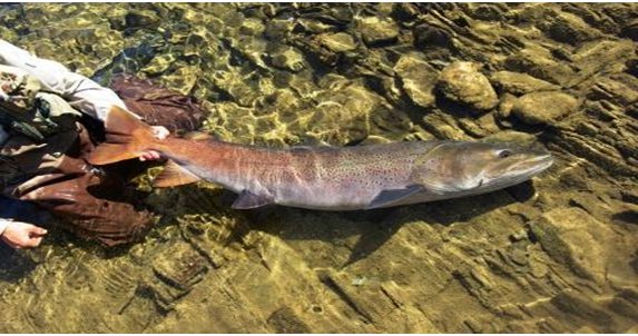 Siberian taimen in Mongolia
