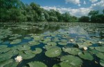 Freshwater pond with&nbsp;lilypads
