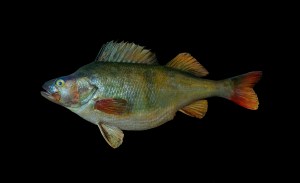 European Perch (Perca fluviatilis). Photo: Wikimedia commons
