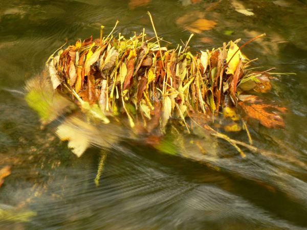 Leafpack in the Cuisance river, France. Photo: Nuria Bonada