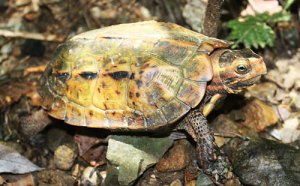 The Ryukyu black-breasted leaf turtle is a National Treasure of Japan.