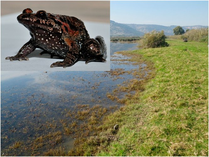 Female Hula painted frog (top left) and the typical habitat in the Hula reserve. Photo: Biten et al.