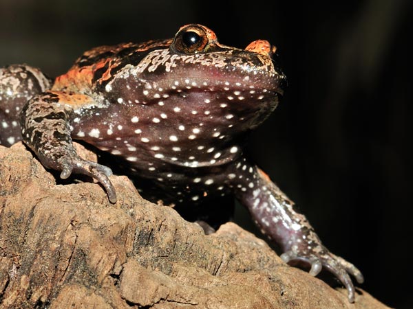 The elusive hula painted frog now turns out be a 'living fossil'. Photo: Frank Glaw.