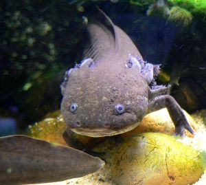 The axolotl (Ambystoma mexicanum), one of the top five contenders for world's ugliest animal. Author: Stan Shebs, Source: Wikimedia Commons 