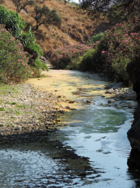 Mediterranean rivers and streams are unique both in their climatic conditions and their biodiversity. Photo courtesy Núria Bonada