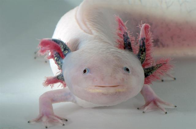 Ambystoma mexicanum by Biopix: N Sloth - CC-BY-NC