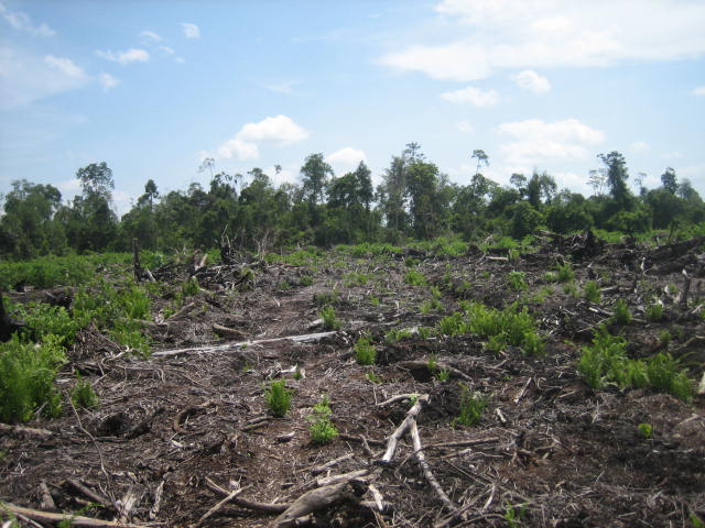 Degraded peat swamp forest behind an area cleared for an oil palm plantation. ©Lydia Cole
