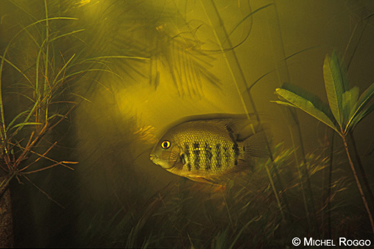Flooded forest of the Rio Tabajos, Amazon, Brazil, 1992 