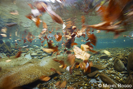 Autumn leaves in an alpine river, Fribourg, Switzerland.
