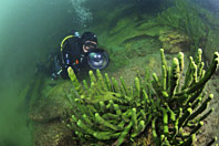 Michel Roggo - Underwater