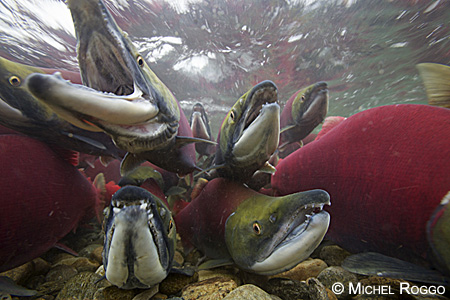 Sockeye salmon, Adams River, British Columbia, 2010