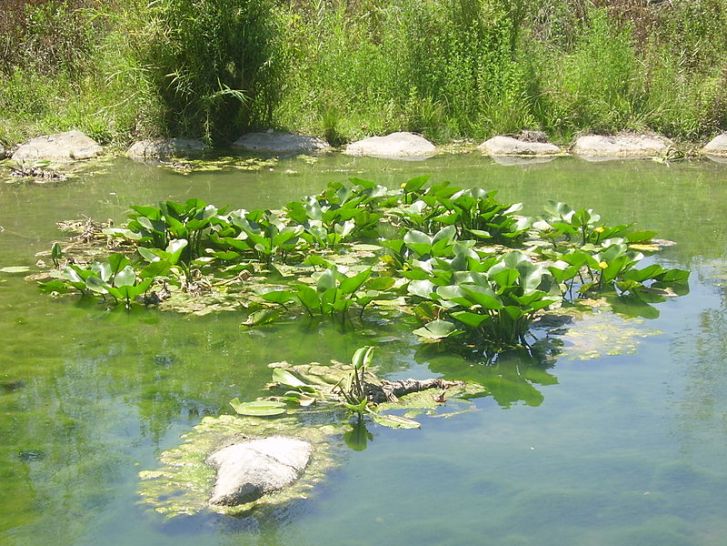 Yellow water lily (Nuphar lutea) in the Snir River, Upper Galilee (Image: Wikipedia)