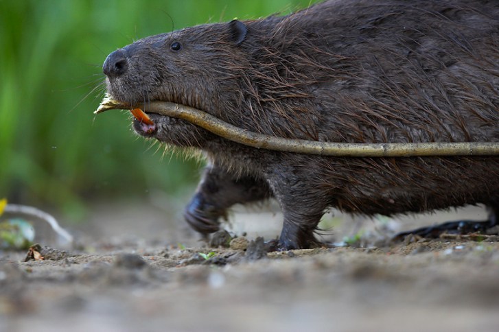 Beaver in Estonia (Image: Sven Začek)