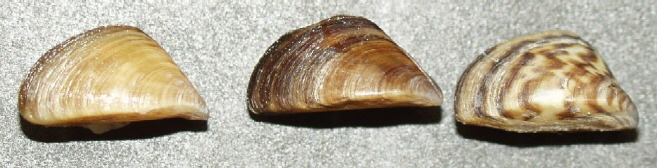 Zebra mussels. Image: Wikipedia