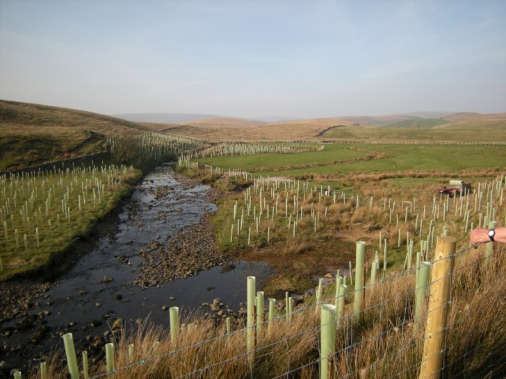 Cam Beck tree planting for the 'Keeping Rivers Cool' project. Image: Ribble Rivers Trust