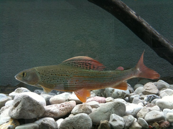 The European Grayling, a fish important to Rafaela's research