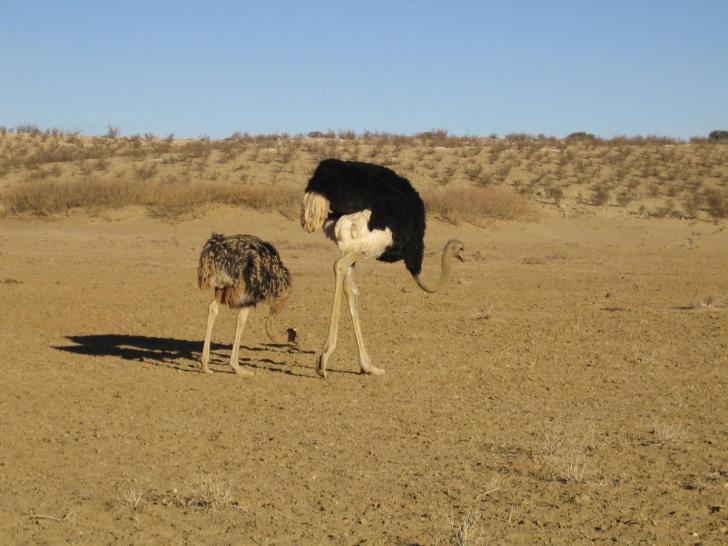 Ostriches feeding on a dry river bed in the Kgalagadi Transfrontier Park, Botswana.  Image: Wikimedia