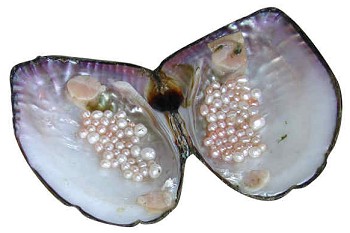 Freshwater pearls.  Image: riverdee.org.uk