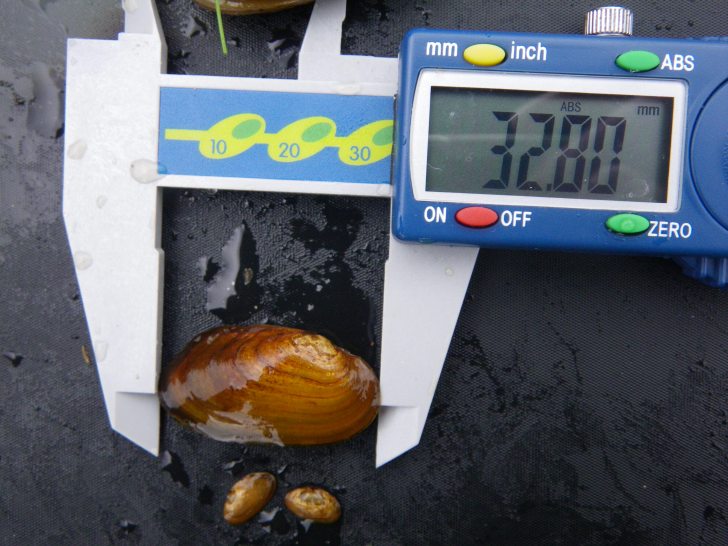 Measuring juvenile freshwater mussels.  Image: J Webley / SNH