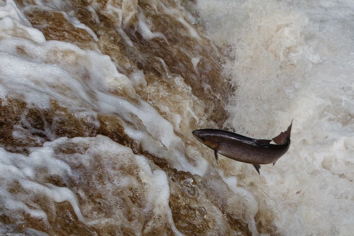 Salmon jumping Stainforth Force on the River Ribble, Yorkshire.  Image: Jonathan Bliss, Flickr