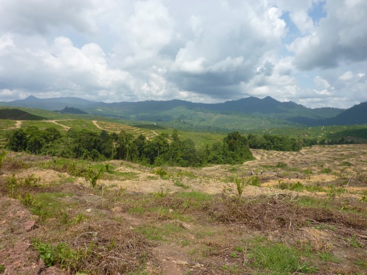 Riparian reserve in Belian.  Image: Claudia Gray
