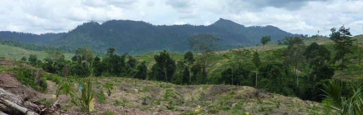 Riparian zone through a Malaysian oil palm landscape.  Image: Claudia Gray