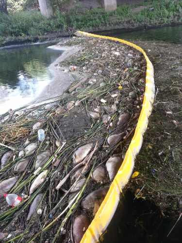 Dead fish in the Olympic Park 1