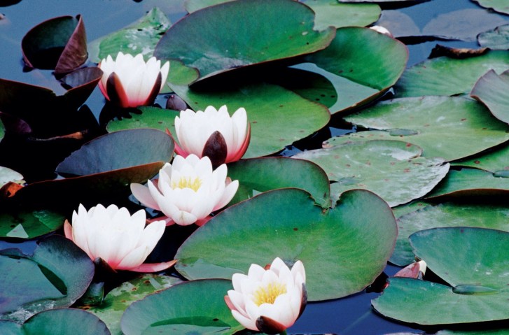 Water lilies, an important macrophyte.  Image: Wikipedia