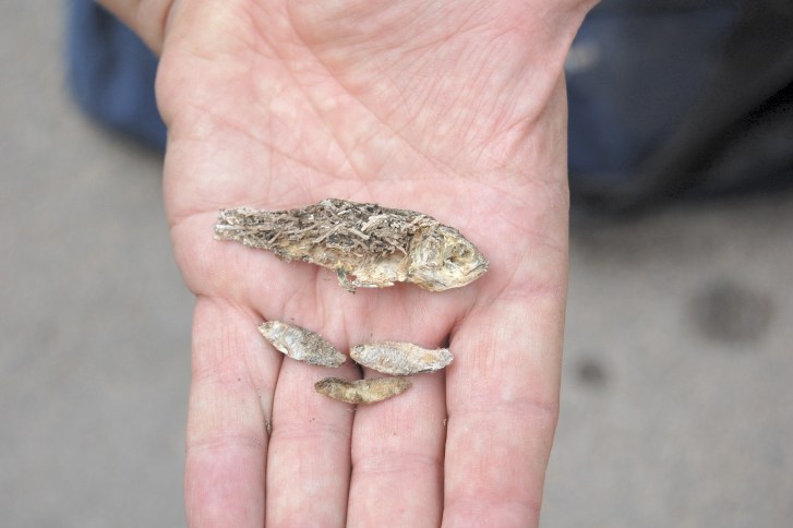Photo 2b Pseudophoxinus syriacus (c) Joerg Freyhof