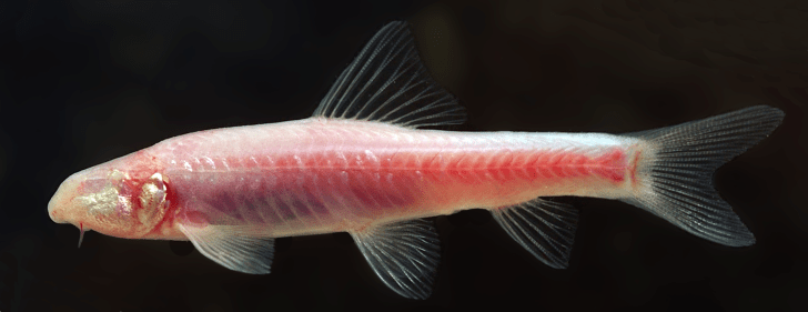 Photo 7 T widdowsoni_Freyhof_2