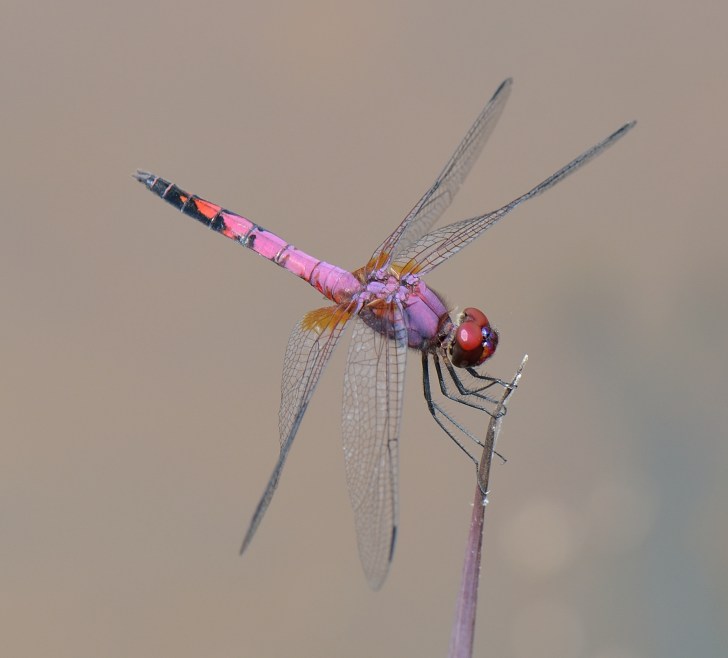 Superb Dropwing (Trithemis hartwigi) Image: Nico Meziere