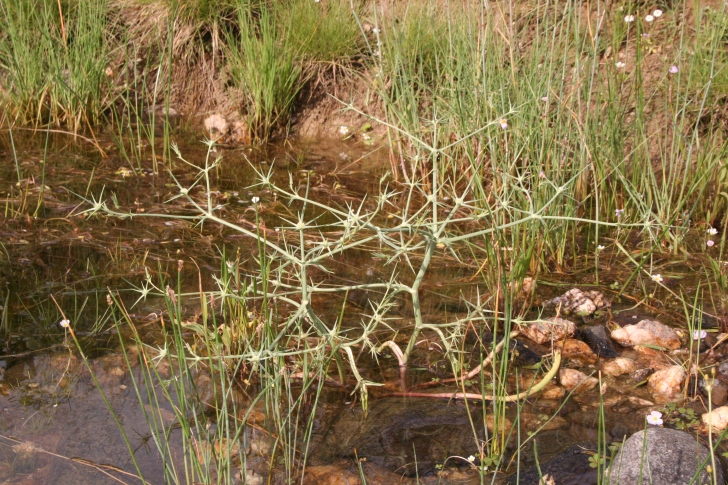 Eryngium corniculatum, a plant of Mediterranean wetlands. Image: R Lansdown