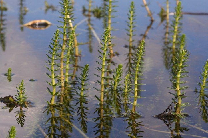 Hippuris x lanceolata, a hybrid species of mare's tail, found in many waterways across Europe.  Image: R Lansdown