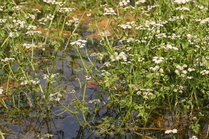 River Water-dropwort.  A species that is Near Threatened outside of populations in rivers and streams in the UK and Ireland.  Image: R Lansdown