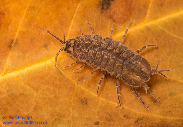 Water louse.  Image: Neil Phillips