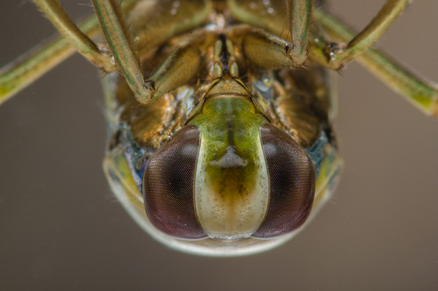 An unfamilliar view of a familiar creature: the common backswimmer (or water boatman). Image: Neil Phillips