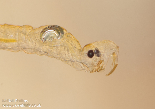 Phantom midge larvae.  Image: Neil Phillips