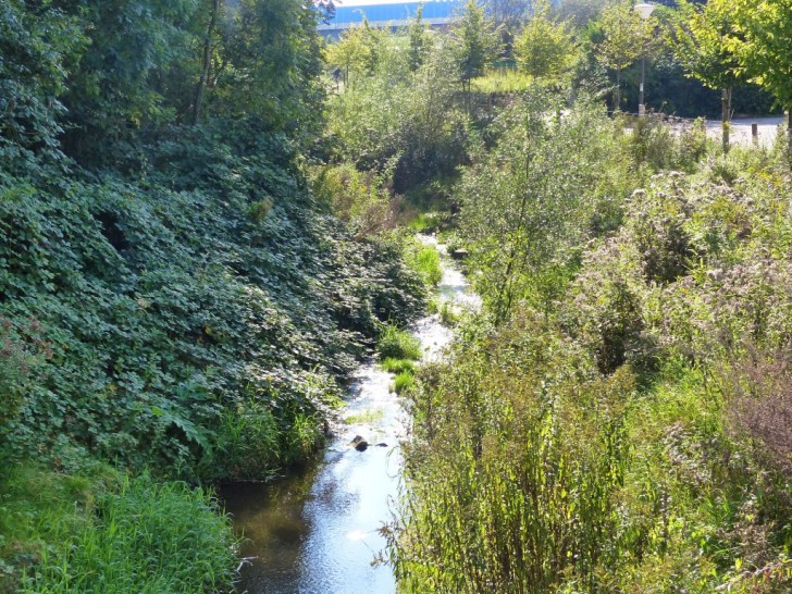 A section of the renaturalised River Emscher in Germany. Image: DESSIN Project