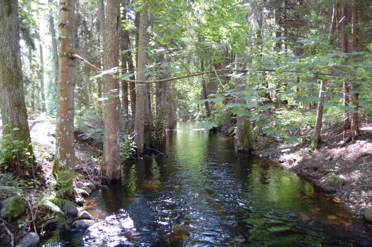 The Emån River in Southern Sweden, one of the sampled rivers.  Image: Wikipedia