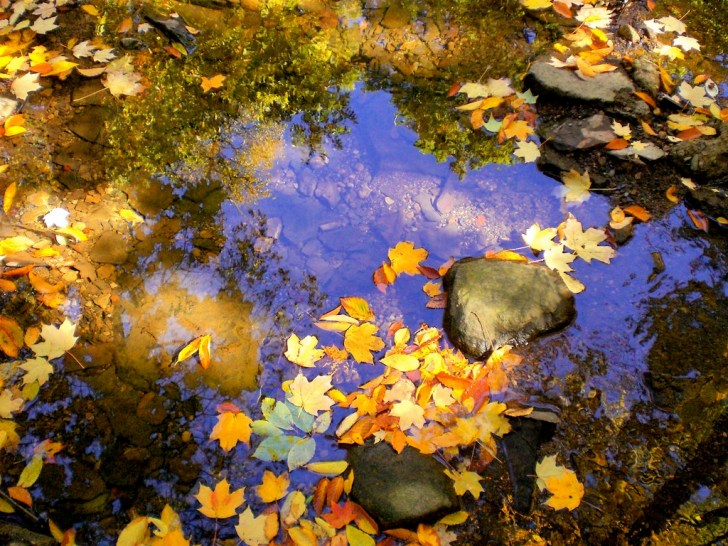 Decomposing leaves are an important source of nutrients and energy to river ecosystems.  Image: Wikipedia